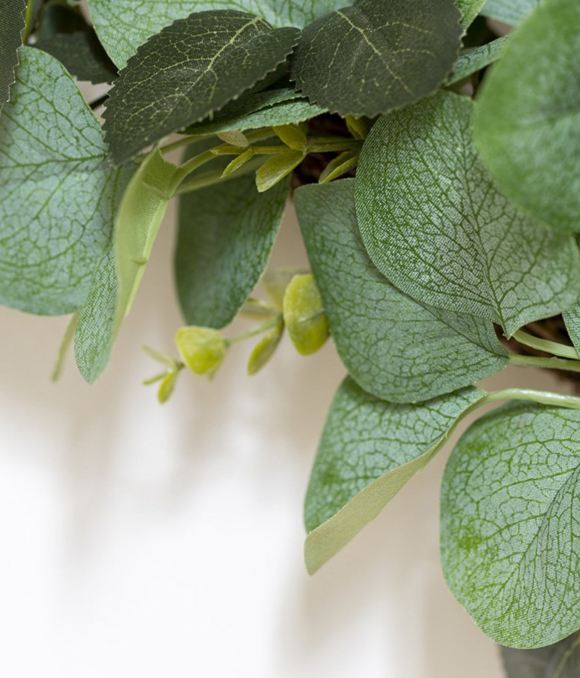 Close-up of green leaves with a blurred background